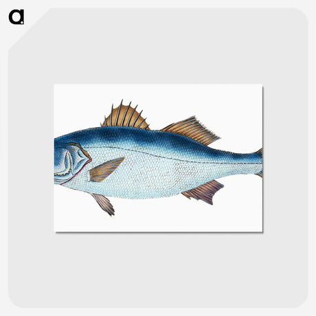 1-61_The-Natural-History-of-British-Fishes_postcard