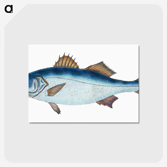 1-61_The-Natural-History-of-British-Fishes_postcard