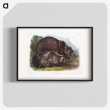 1-61_The-Viviparous-Quadrupeds_blk