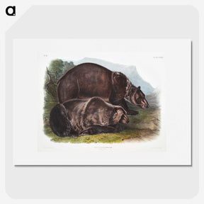 1-61_The-Viviparous-Quadrupeds_picture