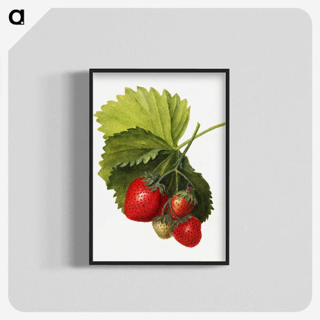 1-61_USDA-Watercolor-Fruit-Painting-Collection_blk-crop