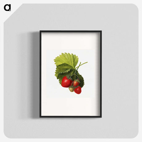 1-61_USDA-Watercolor-Fruit-Painting-Collection_blk