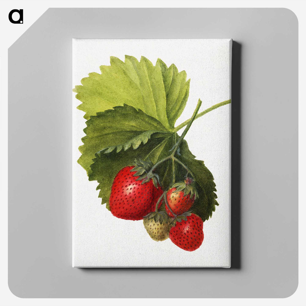 1-61_USDA-Watercolor-Fruit-Painting-Collection_canvas