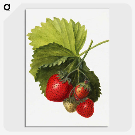 1-61_USDA-Watercolor-Fruit-Painting-Collection_picture-crop