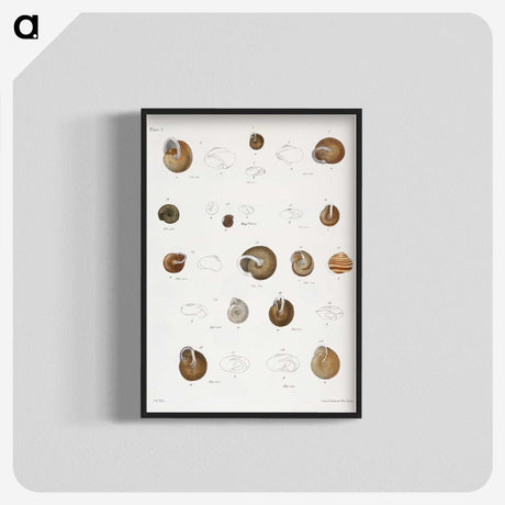 1-61_Zoology-of-New-York_blk-crop