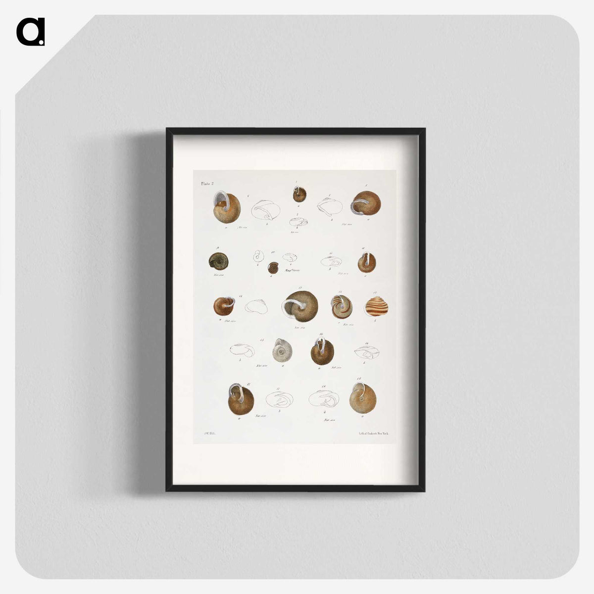 1-61_Zoology-of-New-York_blk