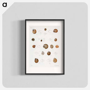 アートポスター-Different types of seashells illustration from Zoology of New York by James Ellsworth De Kay - ニューヨークの動物学 Poster.