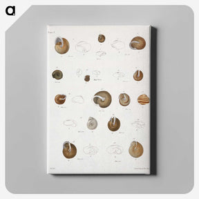 1-61_Zoology-of-New-York_canvas