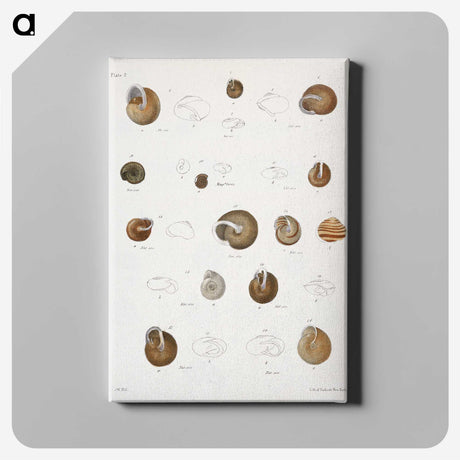 1-61_Zoology-of-New-York_canvas