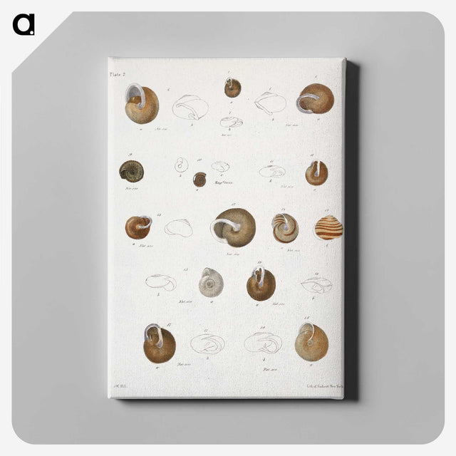 1-61_Zoology-of-New-York_canvas
