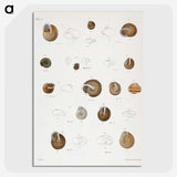 1-61_Zoology-of-New-York_picture-crop