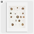 1-61_Zoology-of-New-York_picture