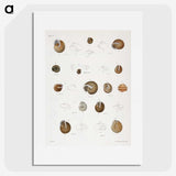 1-61_Zoology-of-New-York_picture
