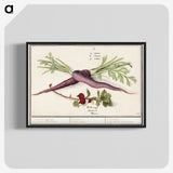 1-62_Anselmus-Boetius-de-Boodt_blk-crop
