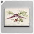 1-62_Anselmus-Boetius-de-Boodt_canvas