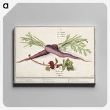 1-62_Anselmus-Boetius-de-Boodt_canvas