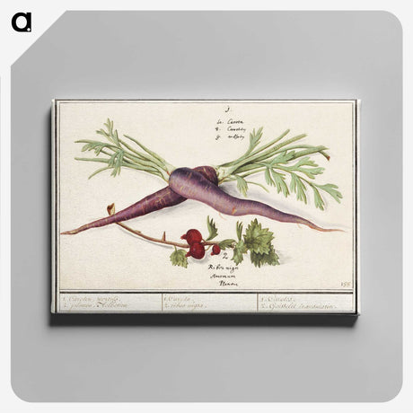 1-62_Anselmus-Boetius-de-Boodt_canvas