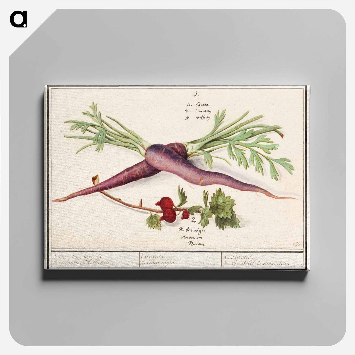 Carrot, Daucus carota and red currant, Ribes rubrum - アンセルムス ボエティウス デ ブート Canvas.