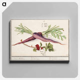 Carrot, Daucus carota and red currant, Ribes rubrum - アンセルムス ボエティウス デ ブート Canvas.