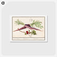 アートポストカード-Carrot, Daucus carota and red currant, Ribes rubrum - アンセルムス ボエティウス デ ブート Postcard.
