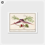 アートポストカード-Carrot, Daucus carota and red currant, Ribes rubrum - アンセルムス ボエティウス デ ブート Postcard.