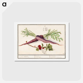 アートポストカード-Carrot, Daucus carota and red currant, Ribes rubrum - アンセルムス ボエティウス デ ブート Postcard.