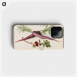 Carrot, Daucus carota and red currant, Ribes rubrum - アンセルムス ボエティウス デ ブート Phone Case.