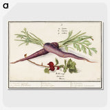 1-62_Anselmus-Boetius-de-Boodt_picture-crop