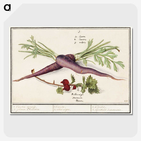 1-62_Anselmus-Boetius-de-Boodt_picture-crop