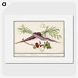 1-62_Anselmus-Boetius-de-Boodt_picture