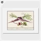 1-62_Anselmus-Boetius-de-Boodt_picture