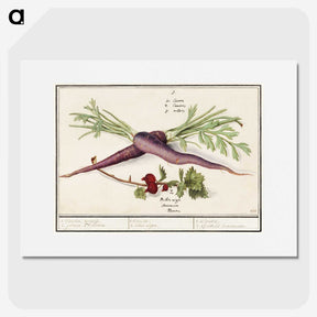 1-62_Anselmus-Boetius-de-Boodt_picture