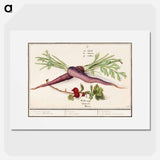 Carrot, Daucus carota and red currant, Ribes rubrum - アンセルムス ボエティウス デ ブート Poster.