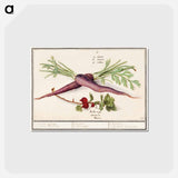 アートポストカード-Carrot, Daucus carota and red currant, Ribes rubrum - アンセルムス ボエティウス デ ブート Postcard.