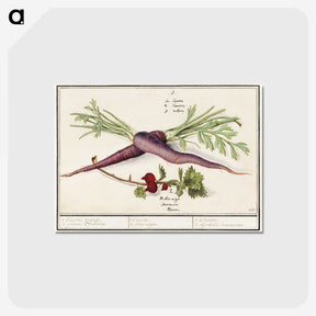1-62_Anselmus-Boetius-de-Boodt_postcard