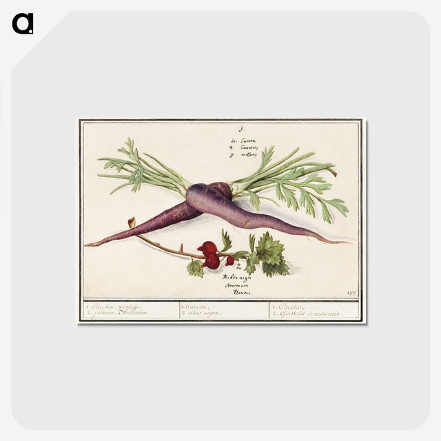 1-62_Anselmus-Boetius-de-Boodt_postcard