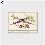 Carrot, Daucus carota and red currant, Ribes rubrum - アンセルムス ボエティウス デ ブート Postcard.