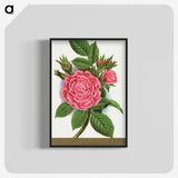 1-62_Botanical-Specimen-Plates_blk-crop
