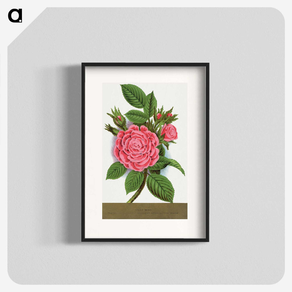 1-62_Botanical-Specimen-Plates_blk