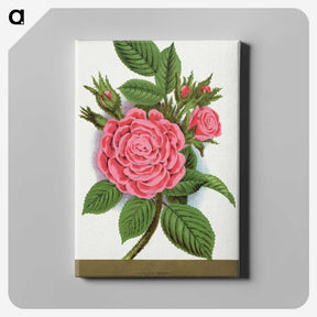 1-62_Botanical-Specimen-Plates_canvas