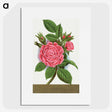 1-62_Botanical-Specimen-Plates_picture
