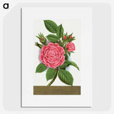 1-62_Botanical-Specimen-Plates_picture