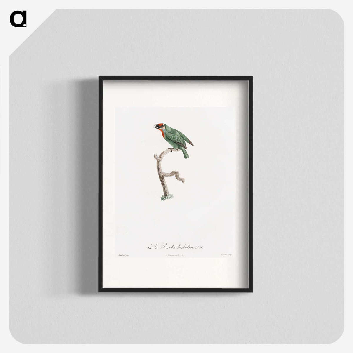 1-62_Des-Oiseaux-de-Paradis_blk