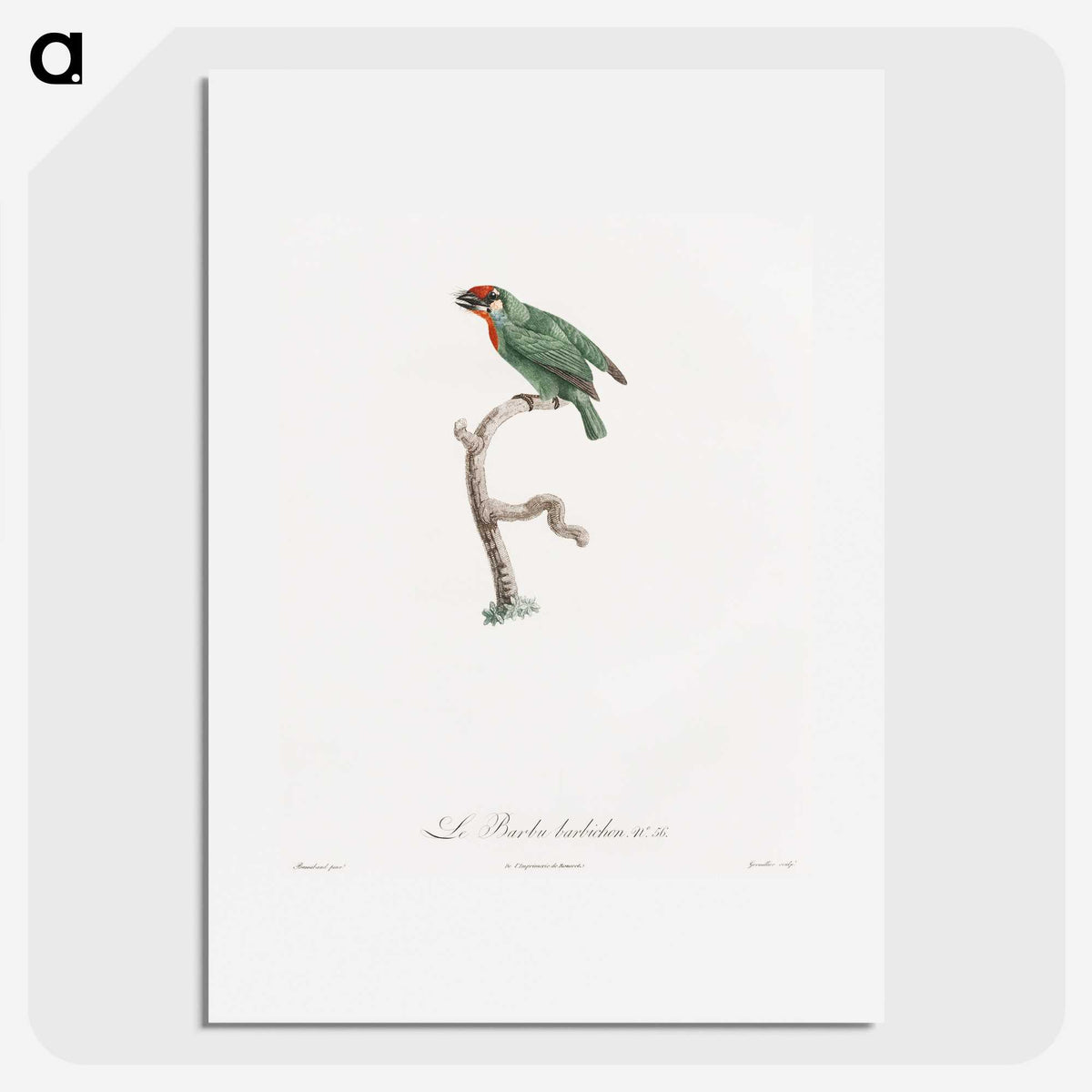 1-62_Des-Oiseaux-de-Paradis_picture