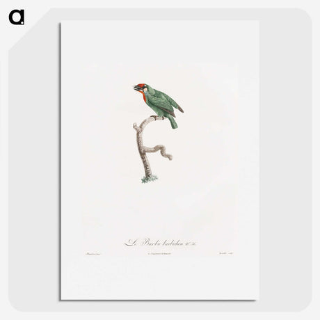 1-62_Des-Oiseaux-de-Paradis_picture