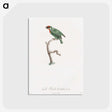 1-62_Des-Oiseaux-de-Paradis_postcard