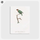 1-62_Des-Oiseaux-de-Paradis_postcard