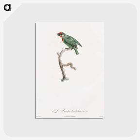 1-62_Des-Oiseaux-de-Paradis_postcard