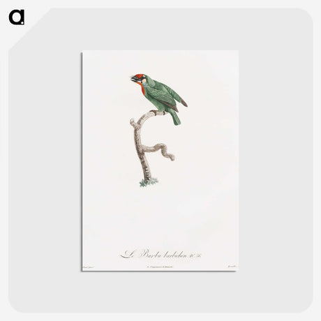 1-62_Des-Oiseaux-de-Paradis_postcard