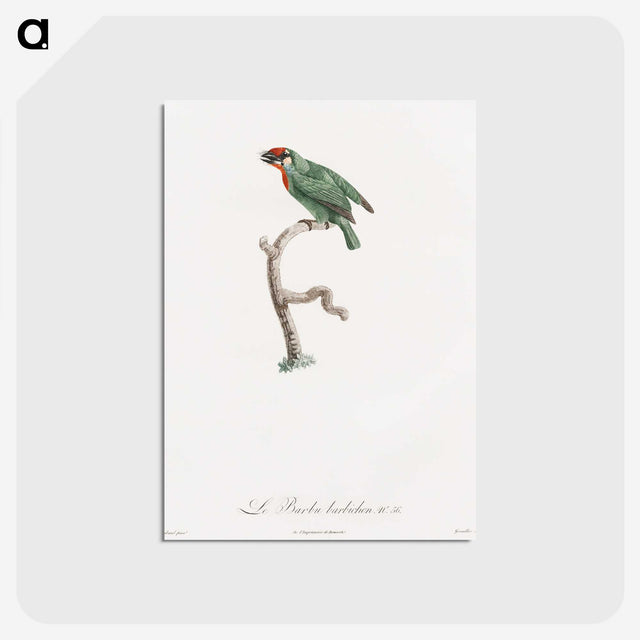 1-62_Des-Oiseaux-de-Paradis_postcard